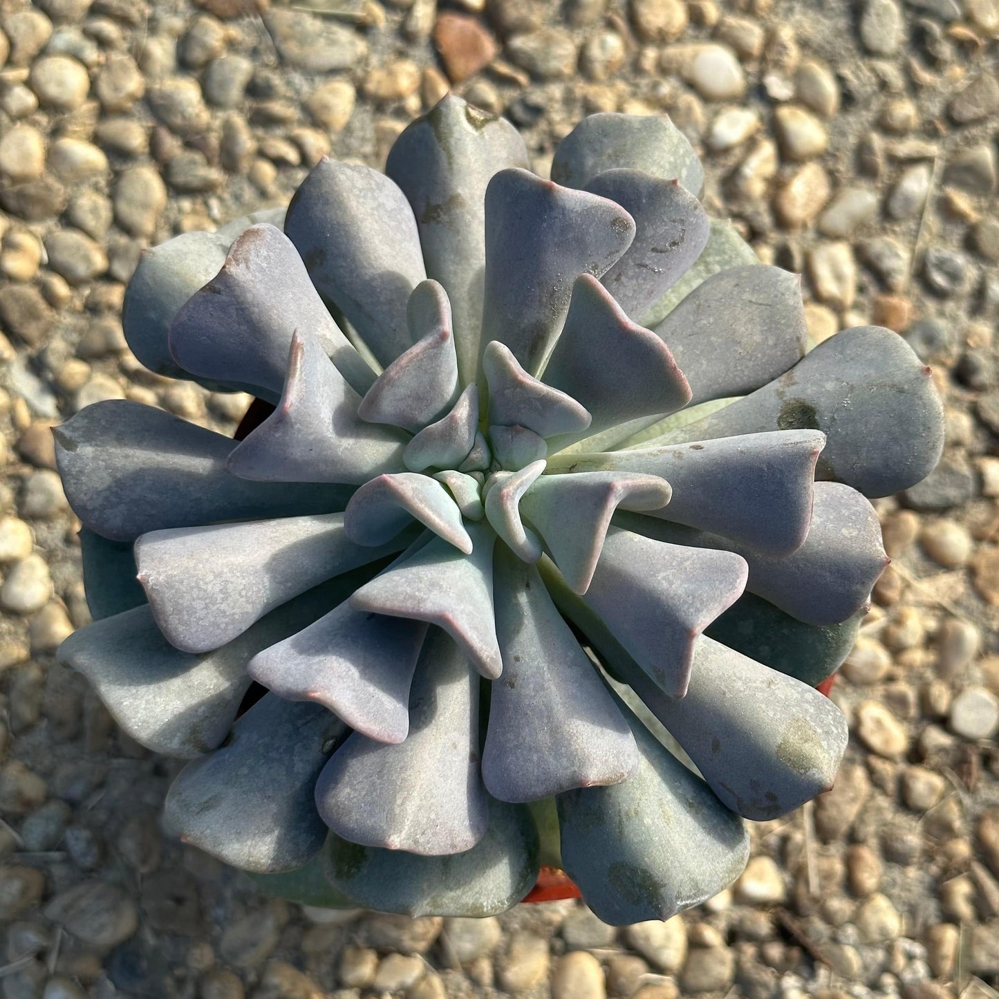 Echeveria 'Cubique Gel'