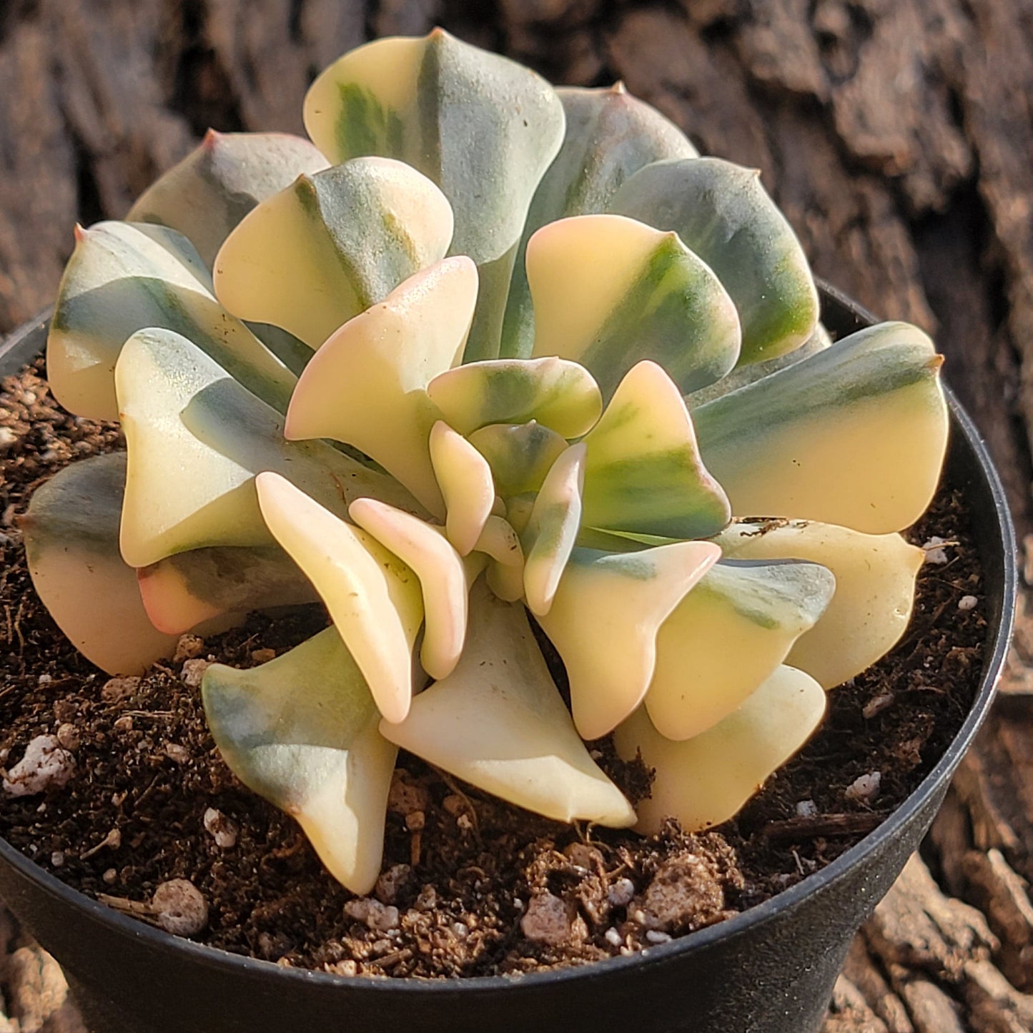 Echeveria 'Escarcha cúbica'