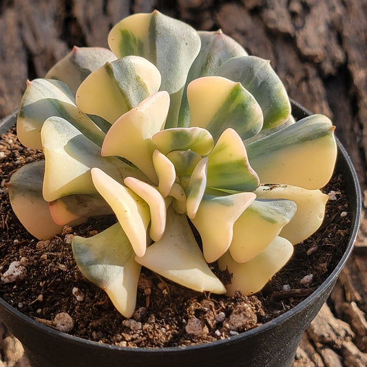 Echeveria 'Cubique Gel'