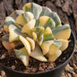 Echeveria 'Cubic Frost' - 4 Inch Variegated - Succulent - DesertScapeSucculent