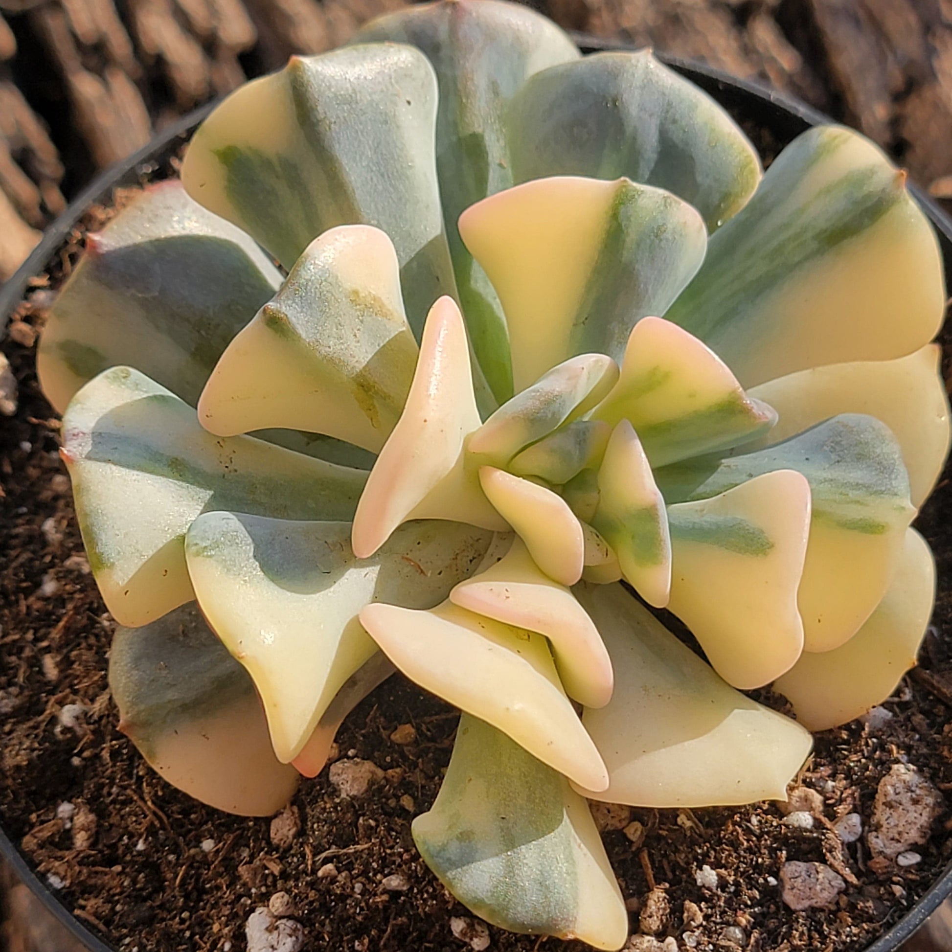 frost succulents Echeveria 'Cubic Frost' – DesertScapeSucculent
