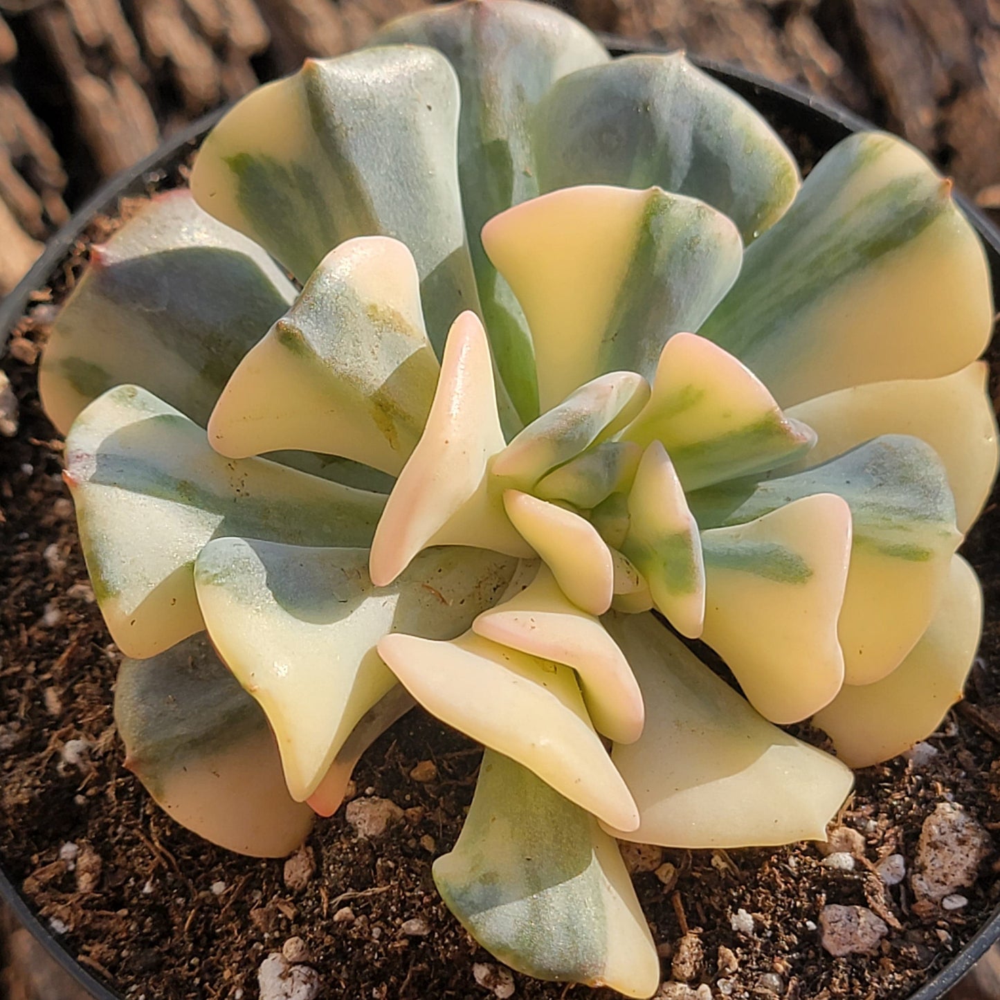 Echeveria 'Escarcha cúbica'