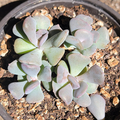 Echeveria 'Escarcha cúbica'