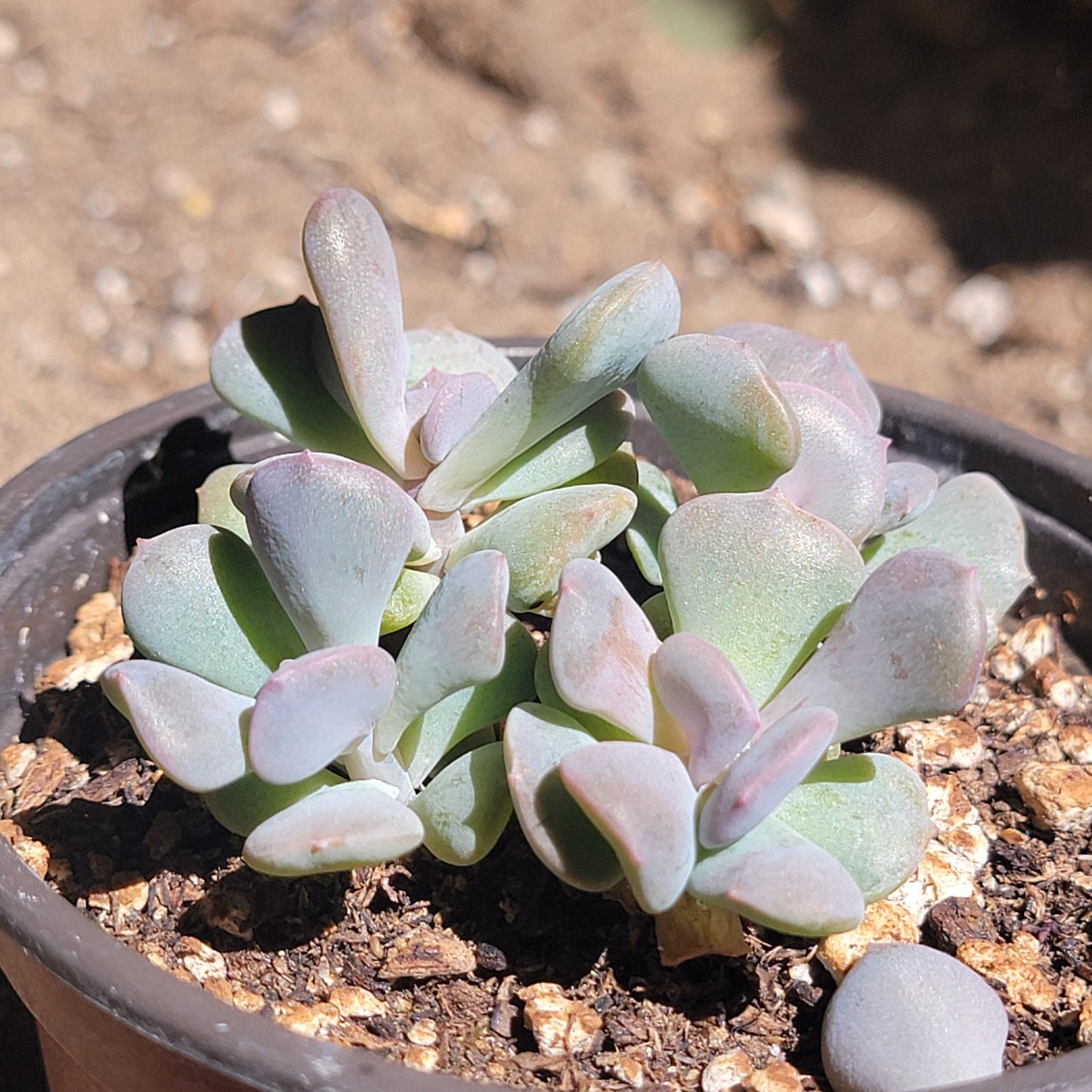 Echeveria 'Cubic Frost'