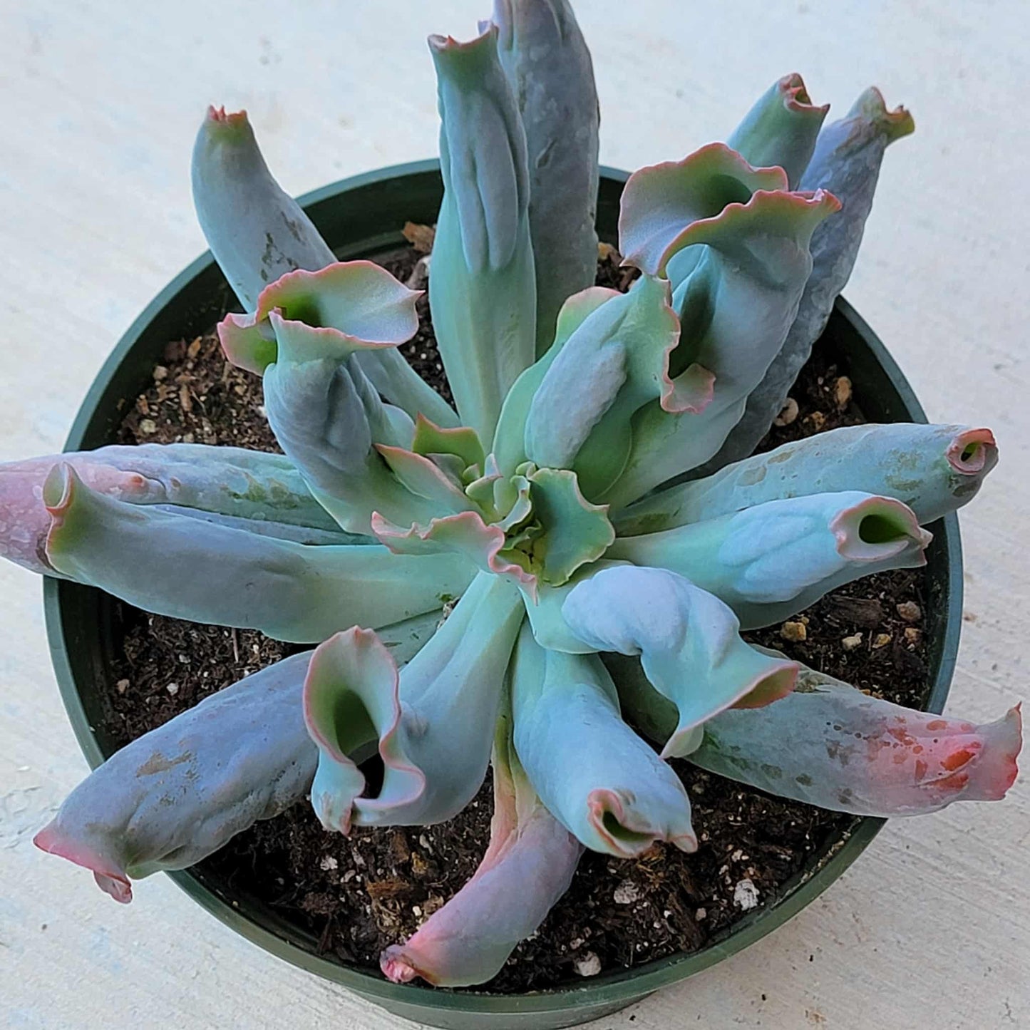 Echeveria 'Culibra' - 6 Inch Assorted - Succulent - DesertScapeSucculent