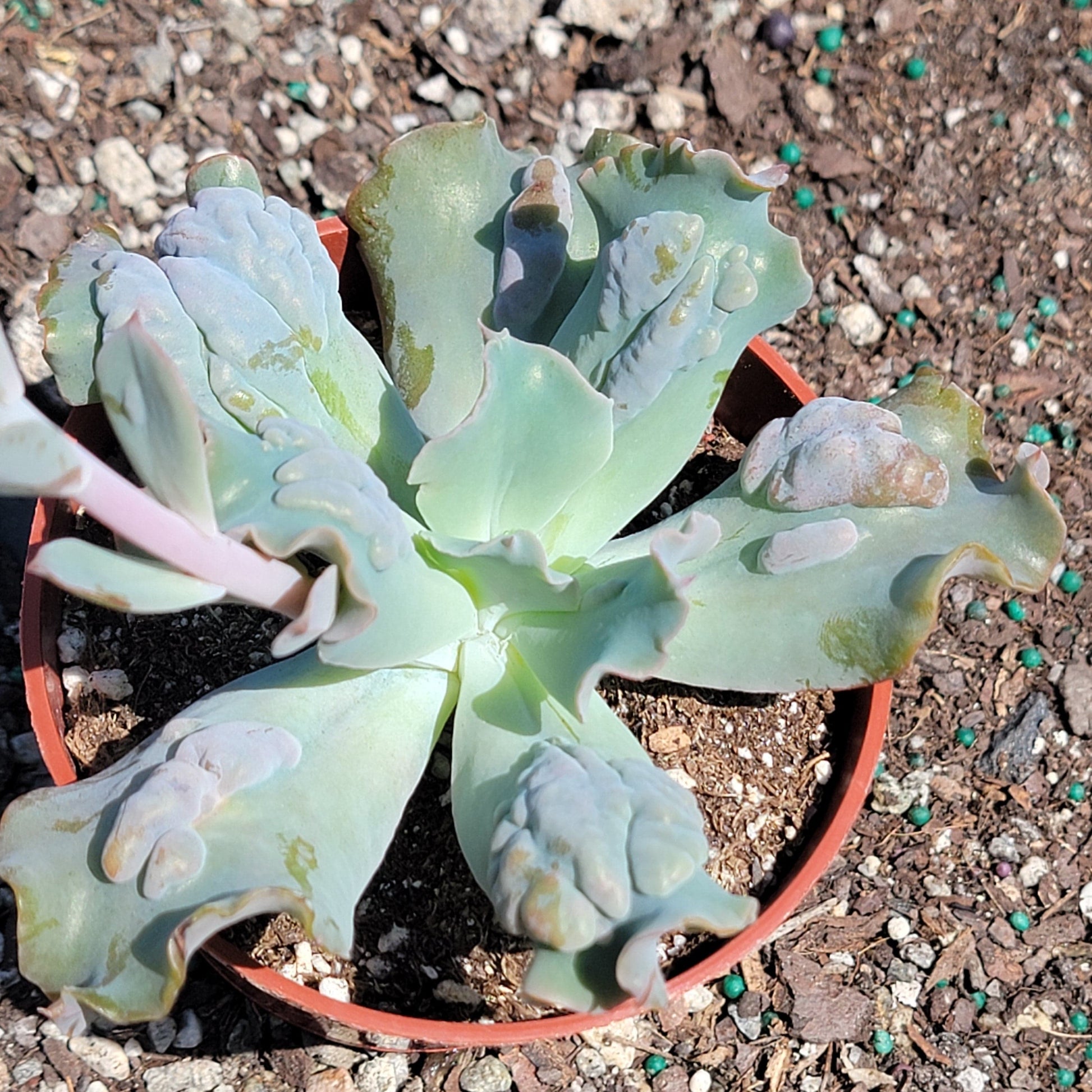 echeveria culibra succulent Echeveria 'Culibra' – DesertScapeSucculent