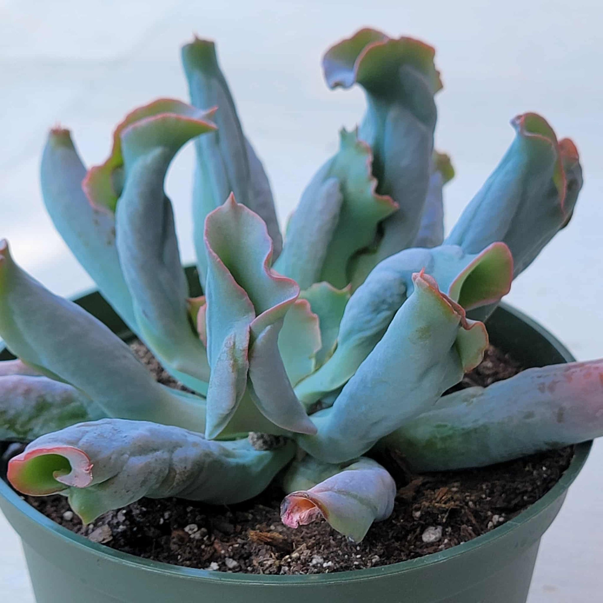 Echeveria 'Culibra' - 6 Inch Assorted - Succulent - DesertScapeSucculent