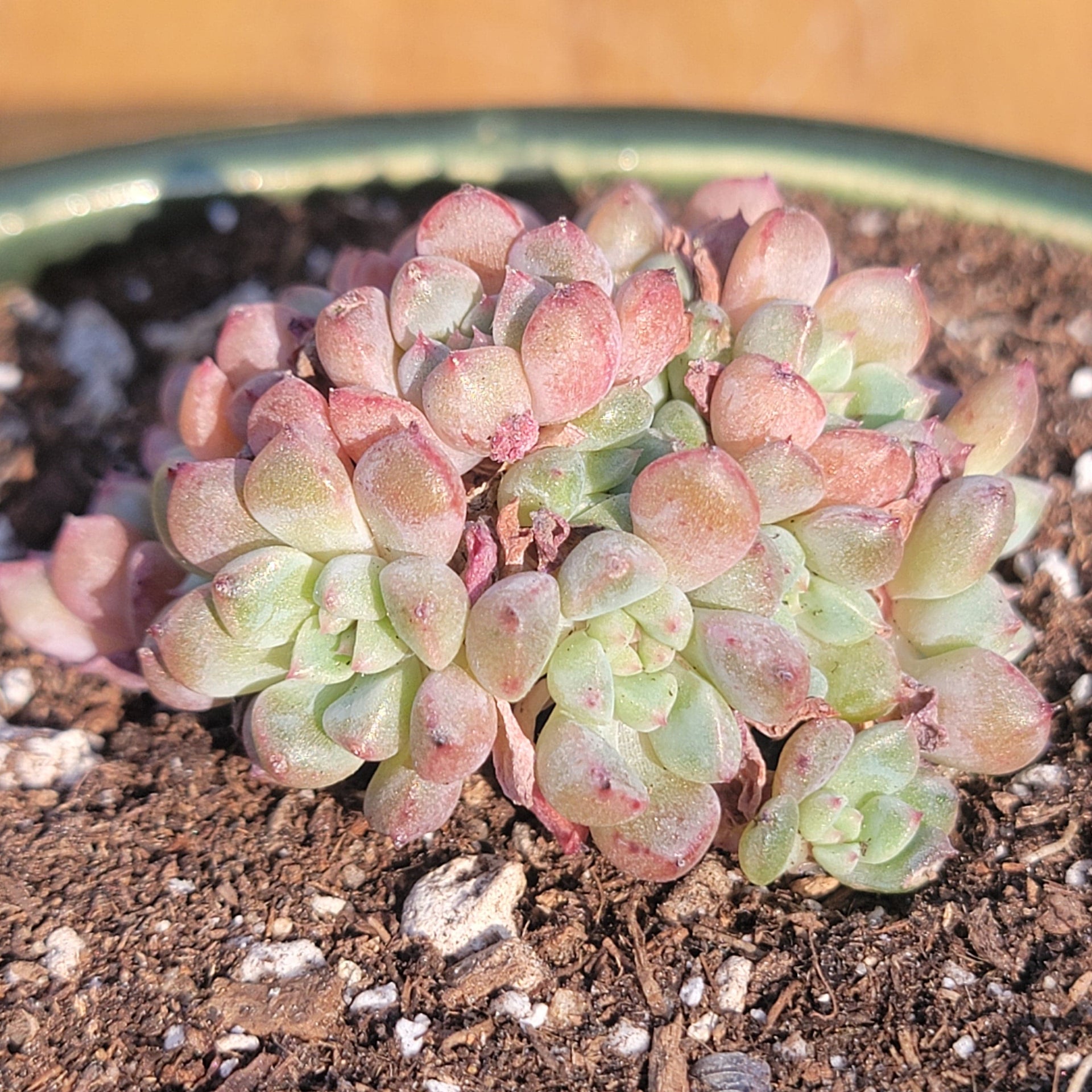 water bubble succulent Echeveria 'Cute Bubble' – DesertScapeSucculent