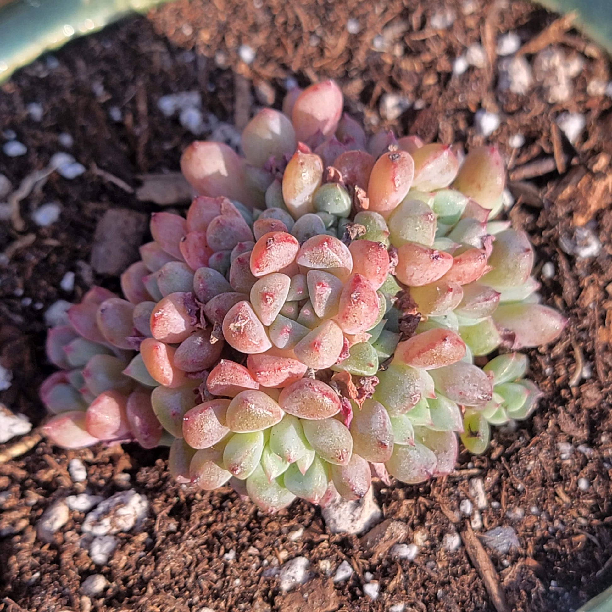 succulent with bubble leaves Echeveria 'Cute Bubble'