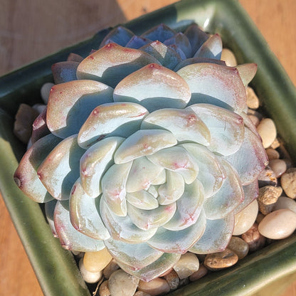 Echeveria cv 'Laulindsayana Monroe'