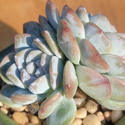 Echeveria cv 'Laulindsayana Monroe'