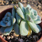 Echeveria cv 'Laulindsayana Monroe' - 4 Inch Assorted - Succulent - DesertScapeSucculent