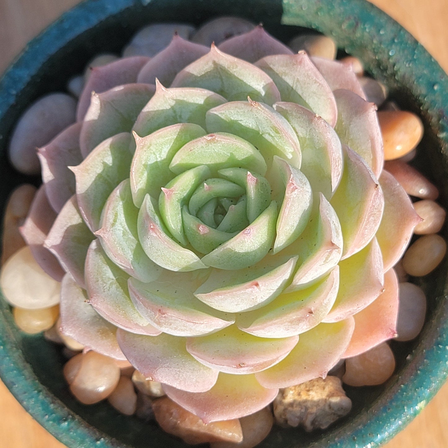 Echeveria cv 'Onslow' Variegated (rara suculenta coreana)