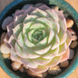 Echeveria cv 'Onslow' - 4 Inch Assorted - Succulent - DesertScapeSucculent