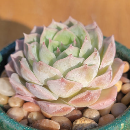 Echeveria cv 'Onslow' Variegated (rara suculenta coreana)