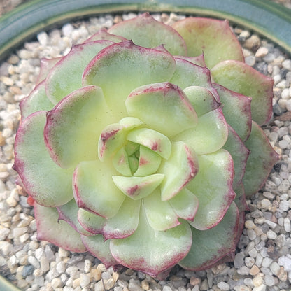 Echeveria 'Dancing Bird' Variegated