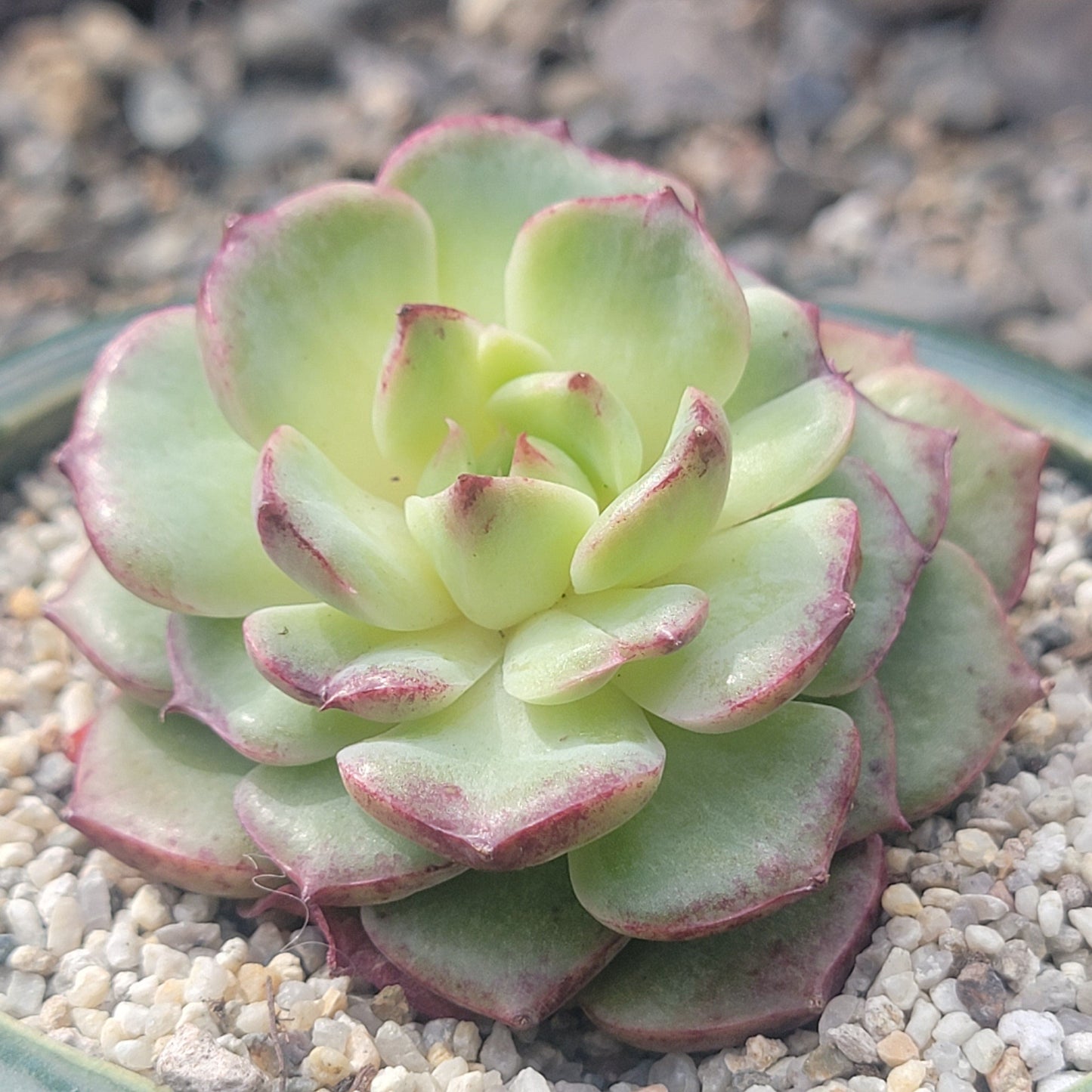 Echeveria 'Dancing Bird' Variegated