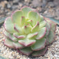 Echeveria 'Dancing Bird' Variegated - 3.5 Inch Var Assorted - Succulent - DesertScapeSucculent