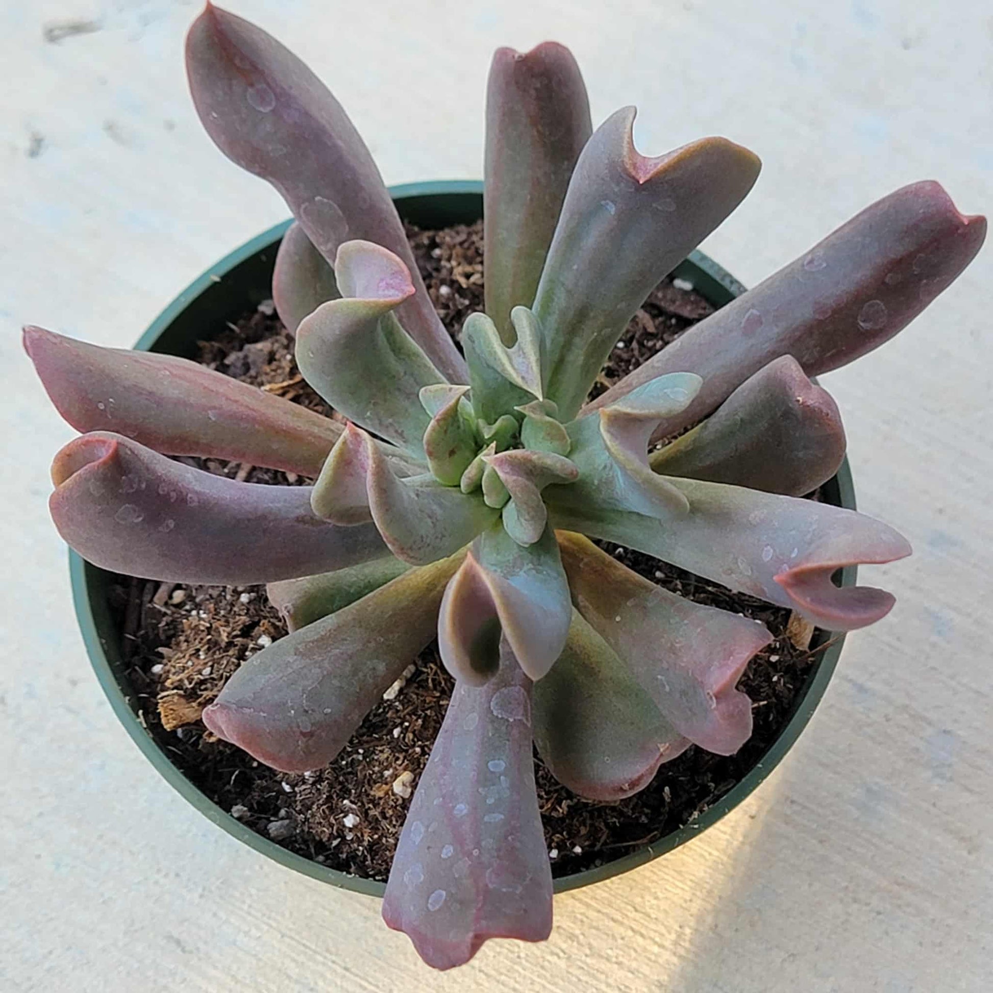 dark succulent Echeveria 'Dark Vader' – DesertScapeSucculent