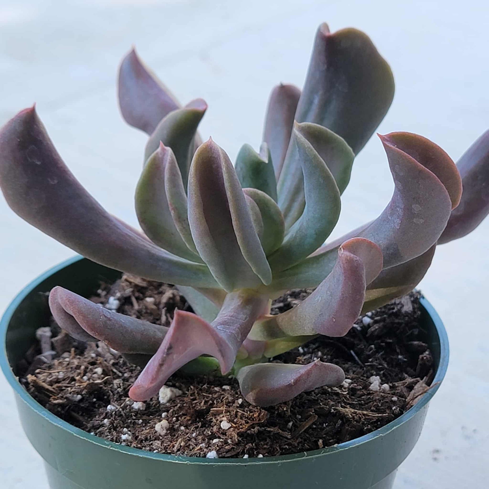 dark leaf succulent Echeveria 'Dark Vader' – DesertScapeSucculent