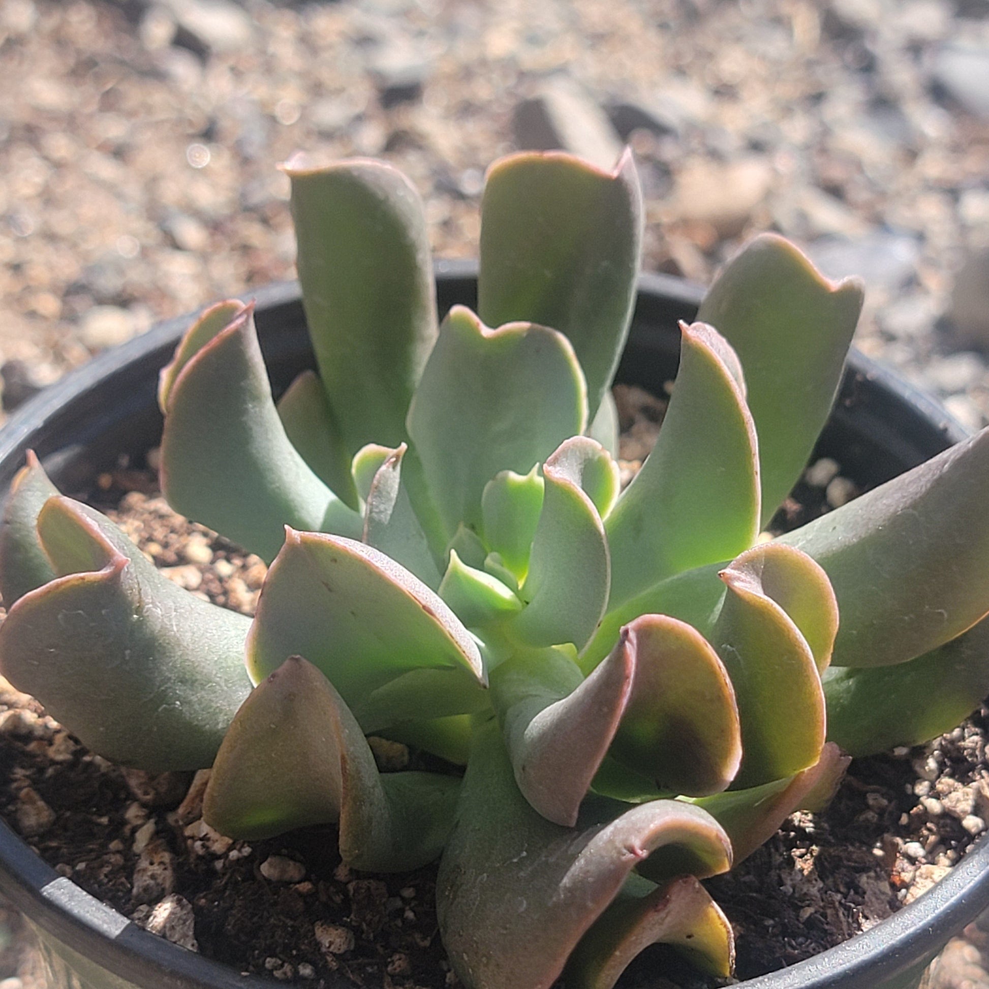 darth vader succulent Echeveria 'Dark Vader'