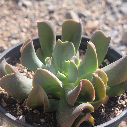 Echeveria 'Dark Vader'