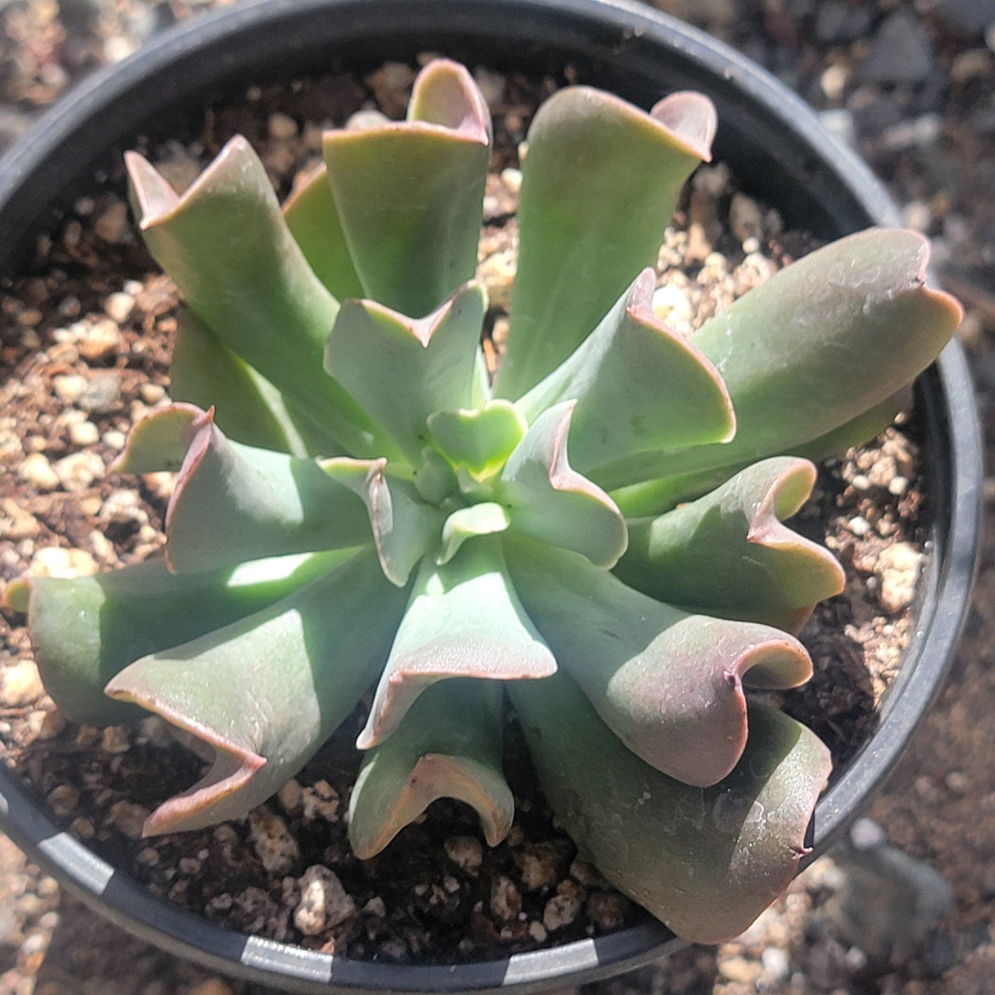 Echeveria 'Dark Vader'