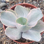 Echeveria 'Decora' - 4 Inch Var Assorted - Succulent - DesertScapeSucculent