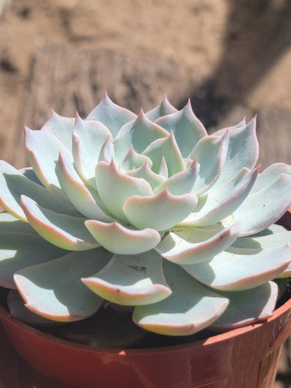 DesertScapeSucculent Succulent 4" Assorted Echeveria desmetiana 'Peacockii'