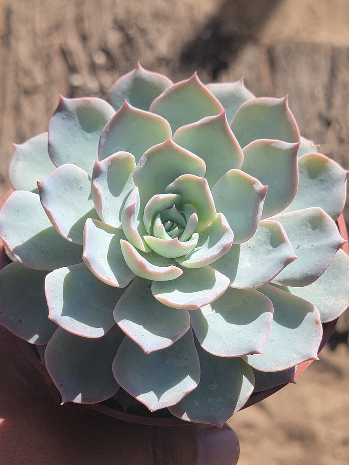 DesertScapeSucculent Succulent Echeveria desmetiana 'Peacockii'