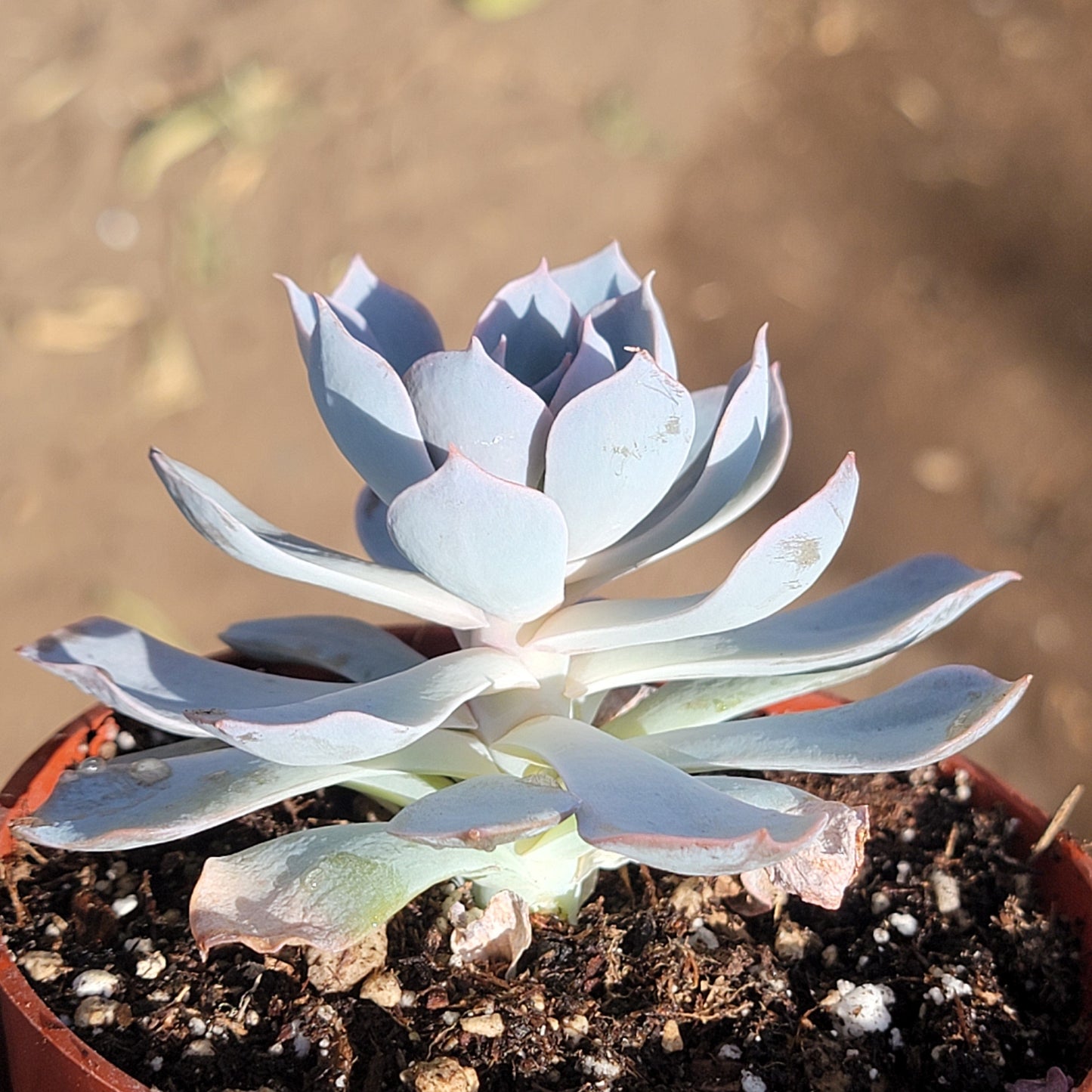 Echeveria desmetiana 'Peacockii'