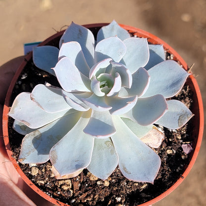 Echeveria desmetiana 'Peacockii'