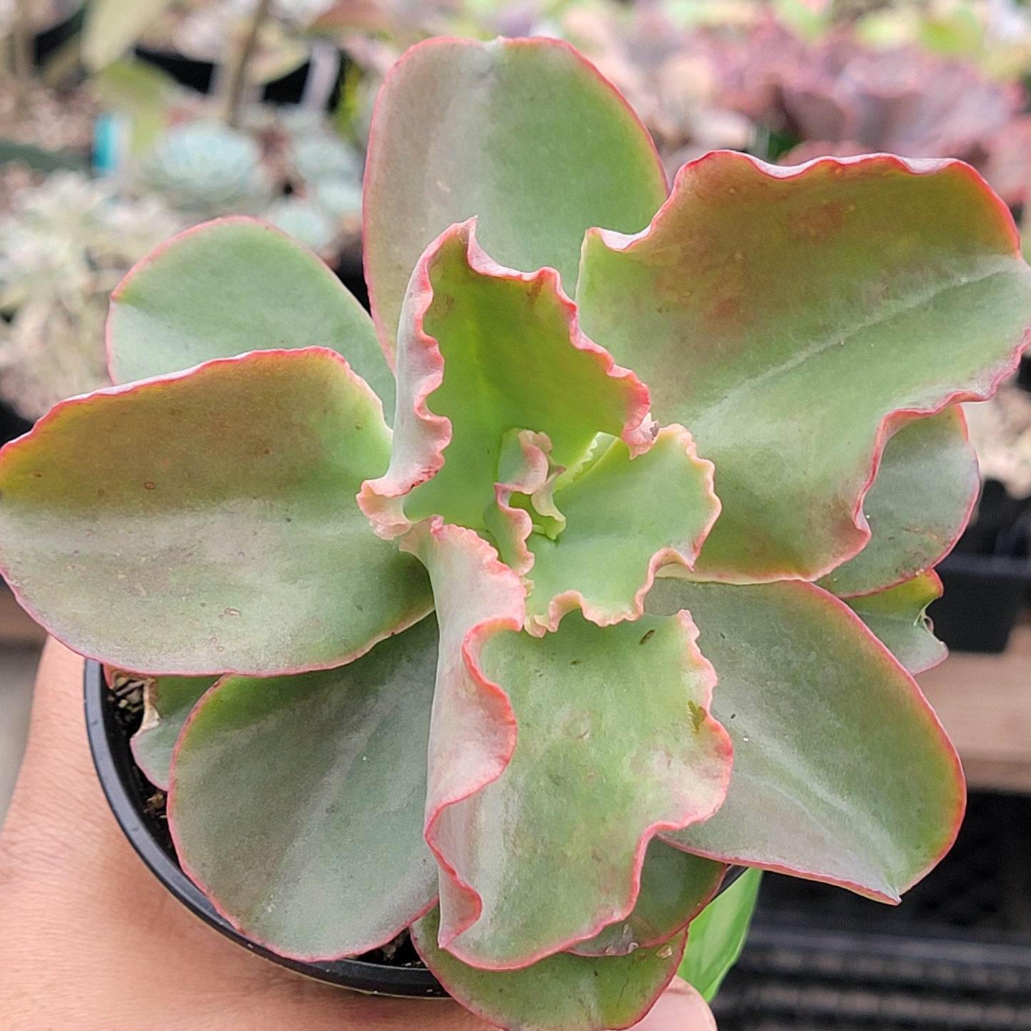 Echeveria 'Dick's Pink'