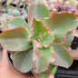 Echeveria 'Dick's Pink' - 4 Inch Assorted - Succulent - DesertScapeSucculent