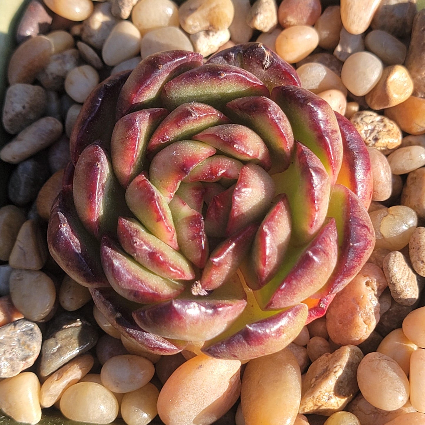 5310 succulent rose drive Echeveria 'Dream Rose' – DesertScapeSucculent