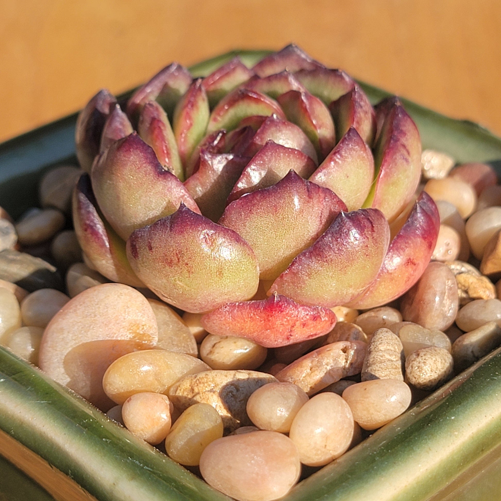 blood rose succulent Echeveria 'Dream Rose' – DesertScapeSucculent