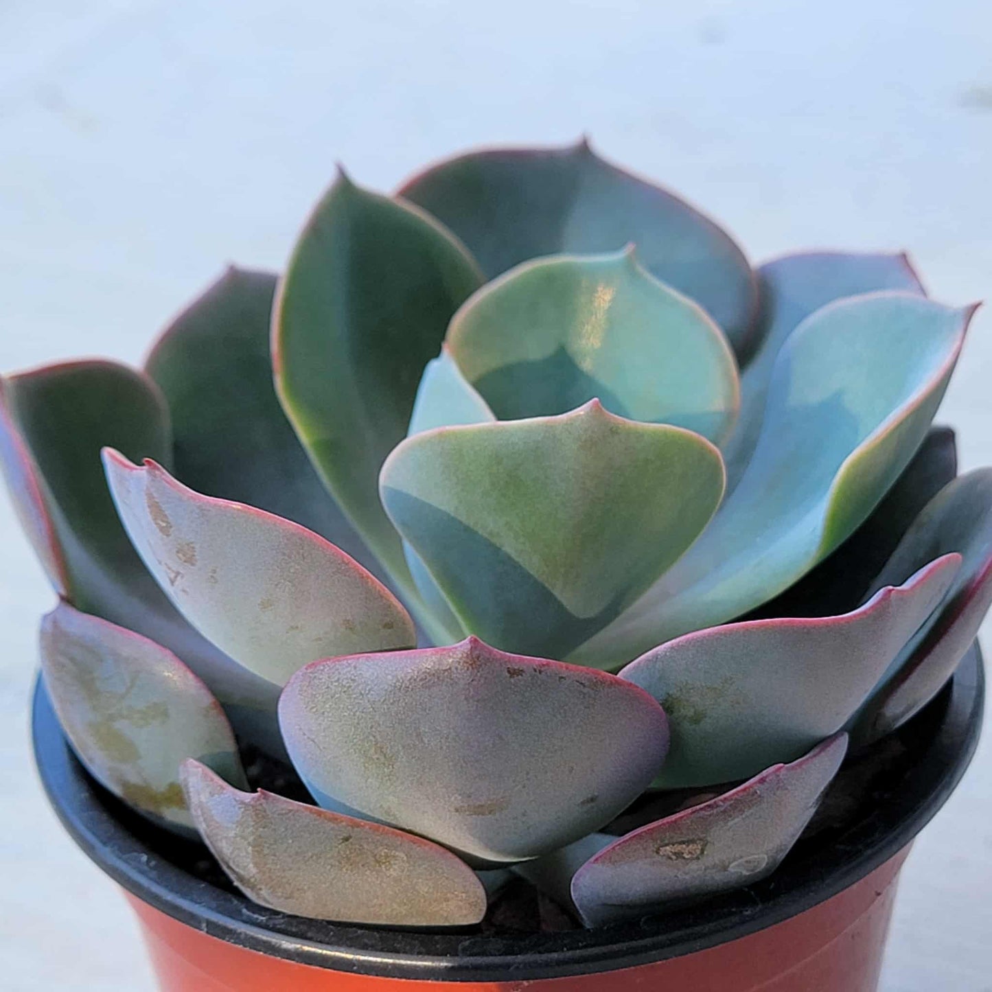 Echeveria 'Dusty Rose' - 4 Inch Assorted - Succulent - DesertScapeSucculent