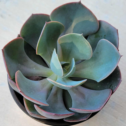 dusty succulents Echeveria 'Dusty Rose' – DesertScapeSucculent