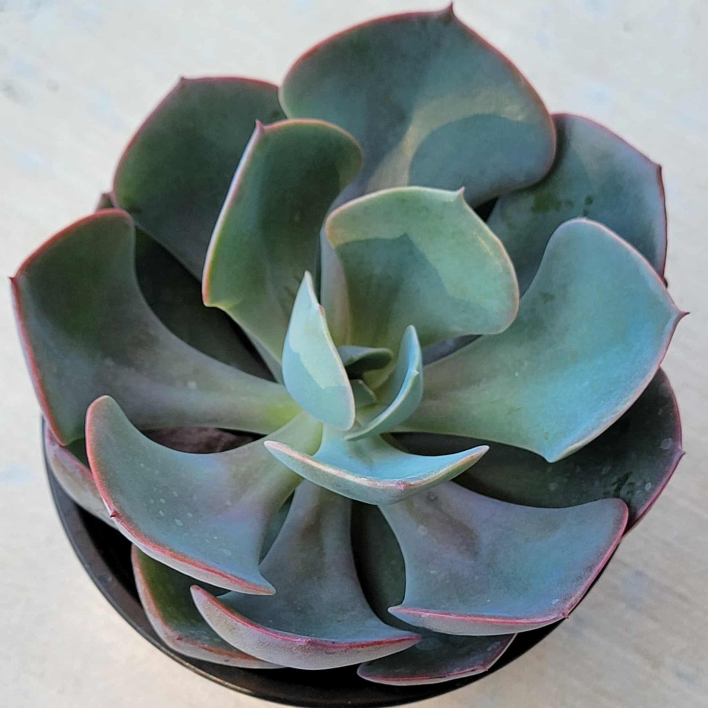 Echeveria 'Dusty Rose' - 4 Inch Assorted - Succulent - DesertScapeSucculent
