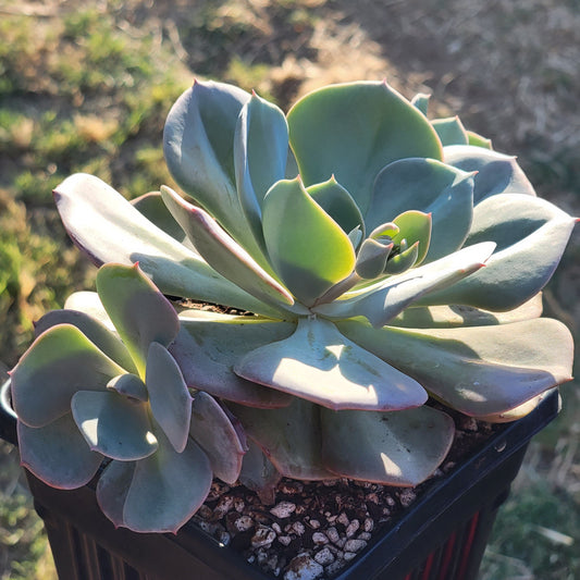 Echeveria 'Rose poussiéreuse'