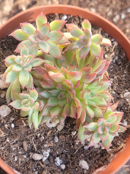 Echeveria Eke 'Red Diamond'