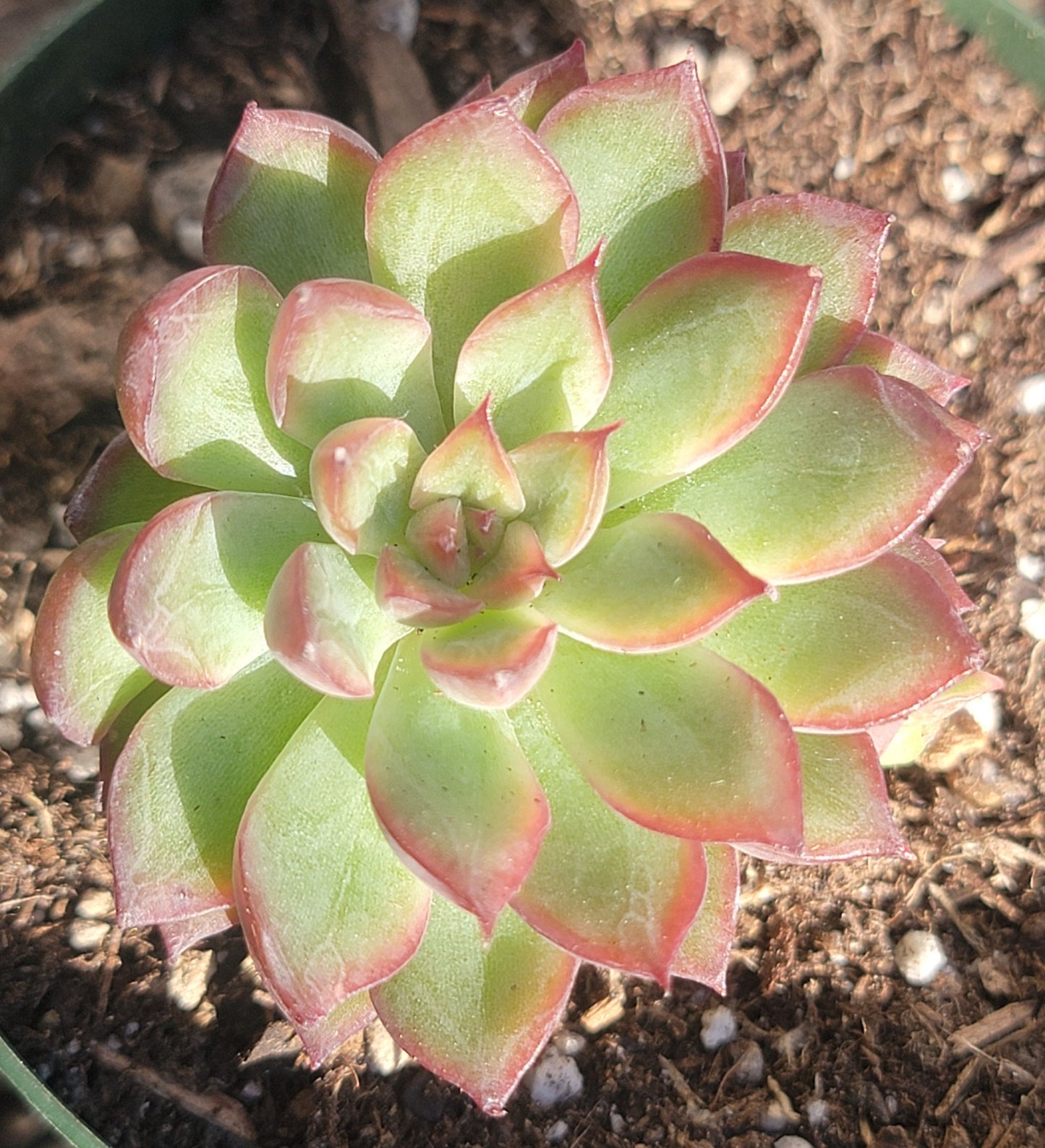 Echeveria Eke 'Red Diamond'