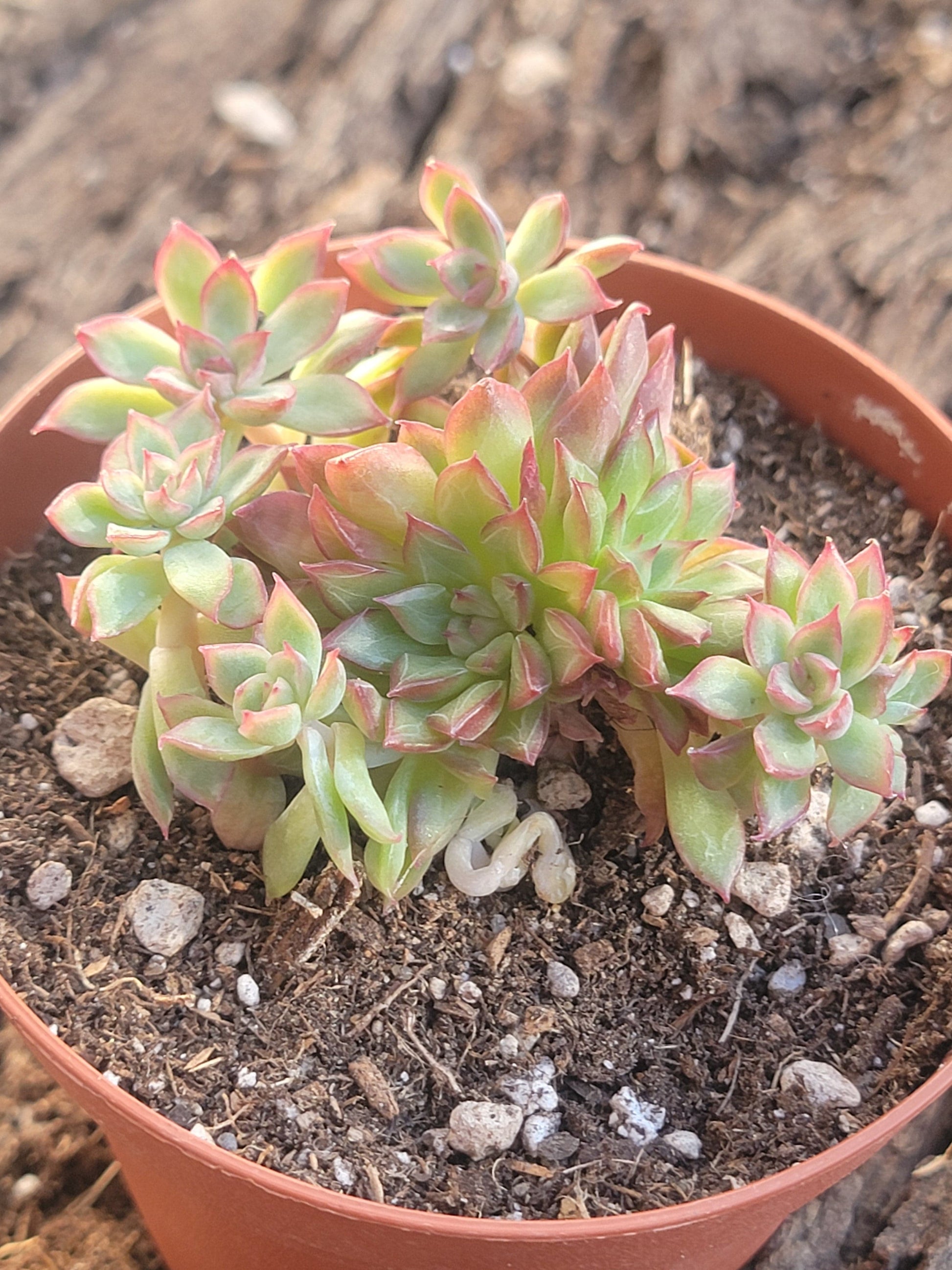 pink diamond succulent Echeveria Eke 'Red Diamond' – DesertScapeSucculent