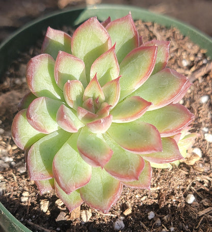 Echeveria Eke 'Red Diamond'