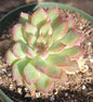 Echeveria Eke 'Red Diamond' - 4 Inch Assorted - Succulent - DesertScapeSucculent