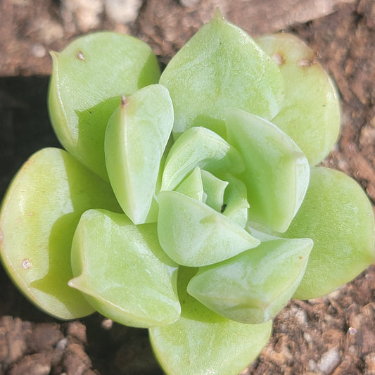 Echeveria 'Elegans Alba'