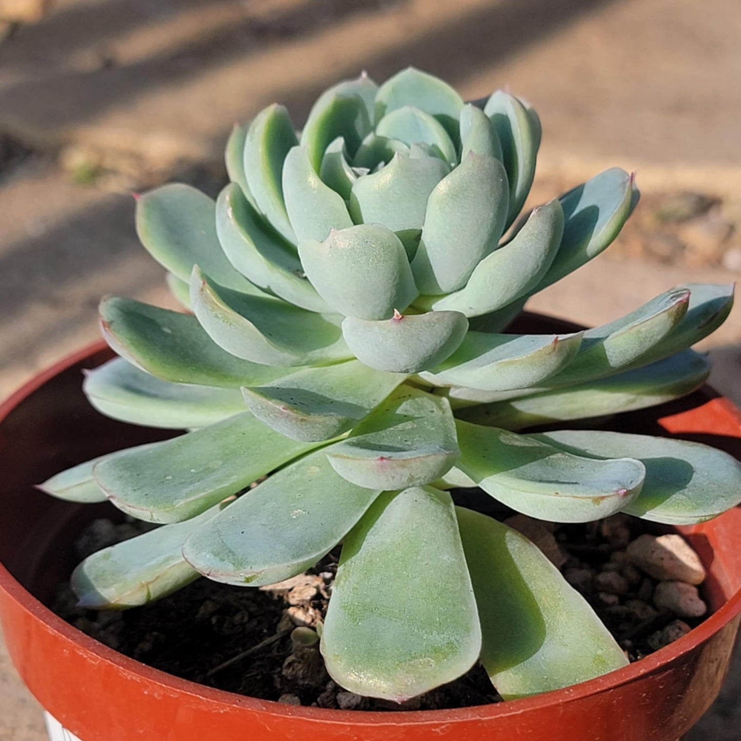 mexican rose succulent Echeveria Elegans 'Mexican Snowball' – DesertScapeSucculent