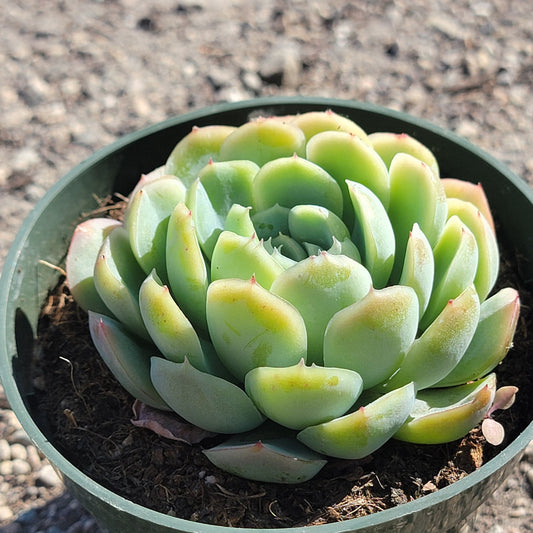 Echeveria Elegans 'Bola de nieve mexicana'