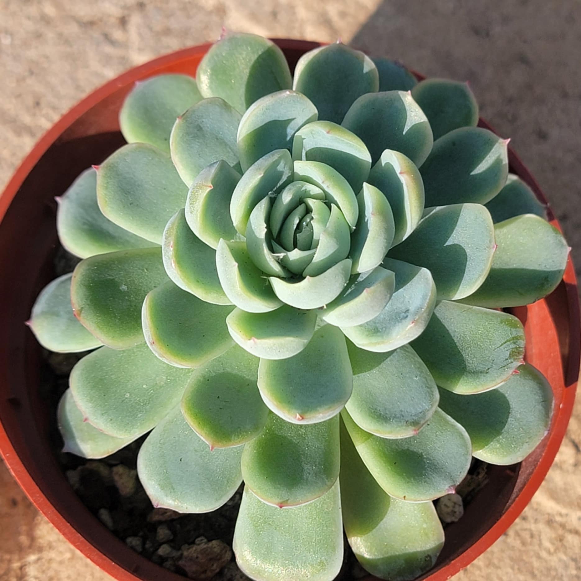 mexican snowball succulent Echeveria Elegans 'Mexican Snowball'