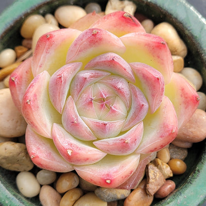 Echeveria elegans potosina 'Crystal(Rose)